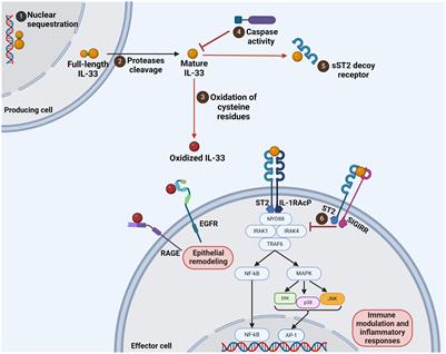 Unveiling the multifaceted antitumor effects of interleukin 33